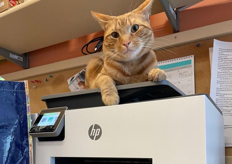 The Boston Cat Hospital Jamaica Plain veterinarians